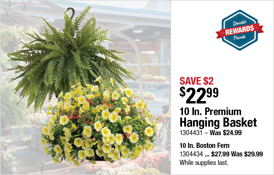 10 In. Premium Hanging Basket